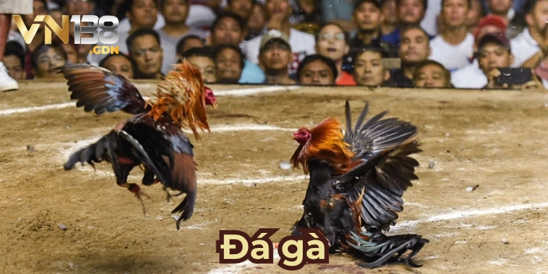 Đá gà VN138 hình thức giải trí phổ biến