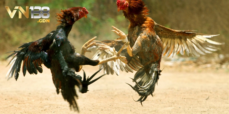 Đá gà VN138 trực tuyến là hình thức hiện đại