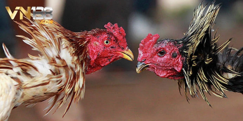 Cảm nhận sự sôi động của các trận đấu gà