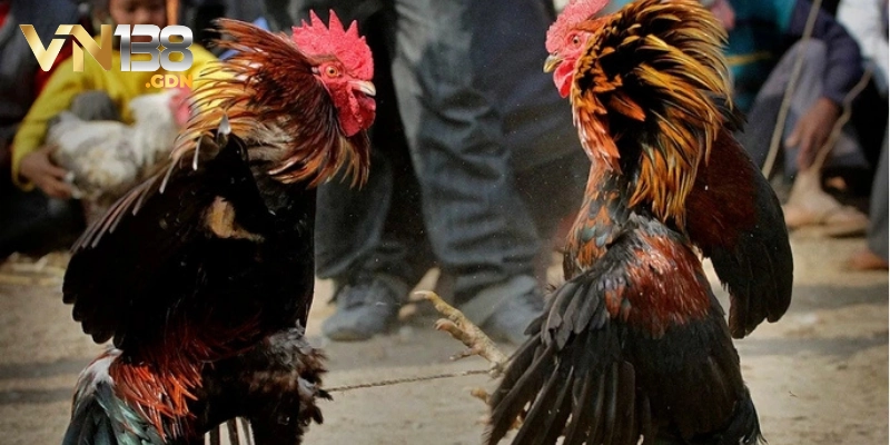 Luật đá gà Campuchia online