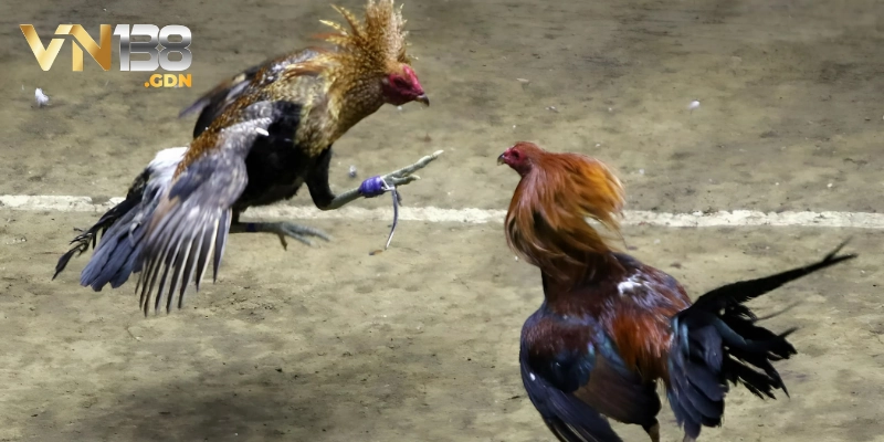 Kinh nghiệm chơi cá cược đá gà cựa dao bất bại