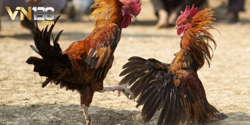 Chơi đá gà cựa dao tại VN138