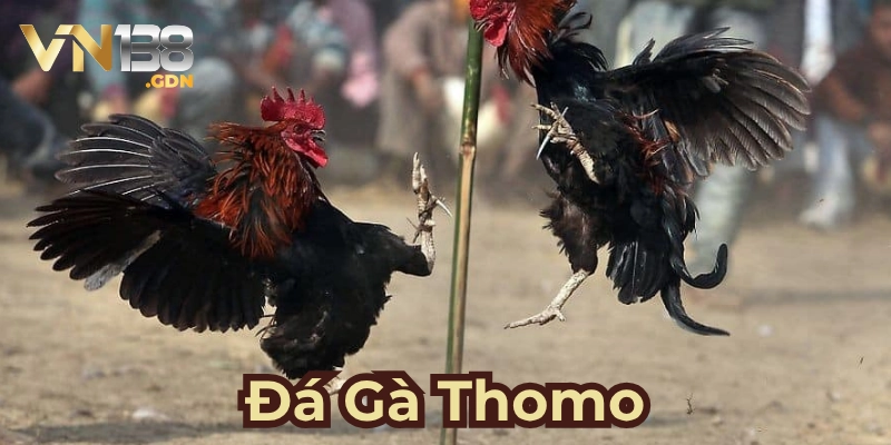 Tổng quan về trò chơi đá gà Thomo