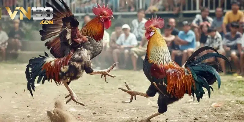 Luật chơi đá gà Thomo