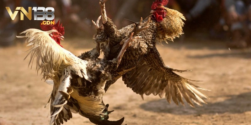 Luật chơi đá gà Thomo