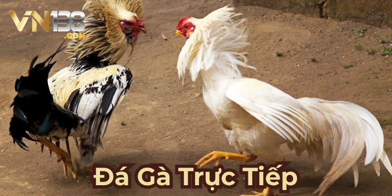Tìm hiểu hình thức đá gà là gì?