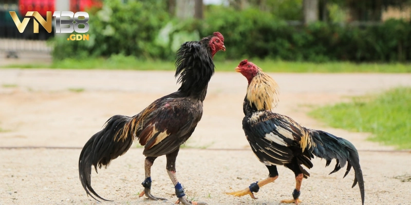 Đá gà trực tiếp trên website cá cược