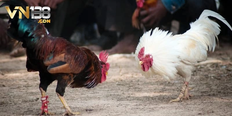 5 lợi ích khi xem đá gà tại website cá cược