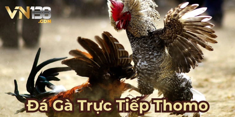 Sơ lược đá gà trực tiếp Thomo