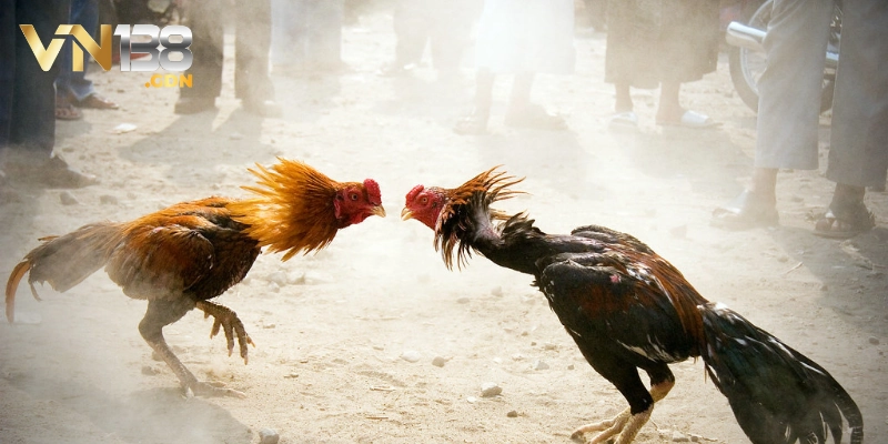 Ưu điểm nổi bật của đá gà trực tiếp Thomo