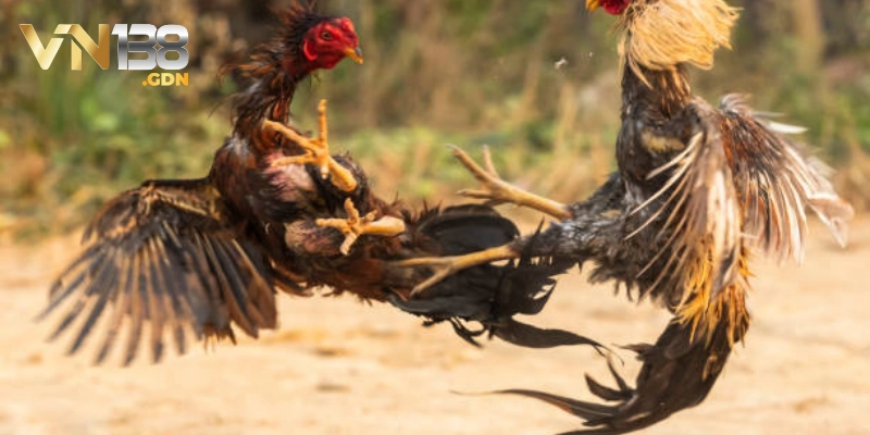 Quy định chơi đá gà trực tiếp Thomo